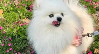 博美打喷嚏但是很活泼