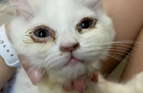 猫咪眼屎多咋办 猫咪眼屎多咋办