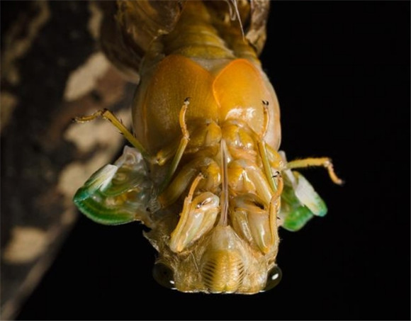 金蝉养殖到底怎么样 金蝉养殖到底怎么样