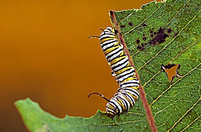 什么东西吃毛毛虫 什么东西吃毛毛虫