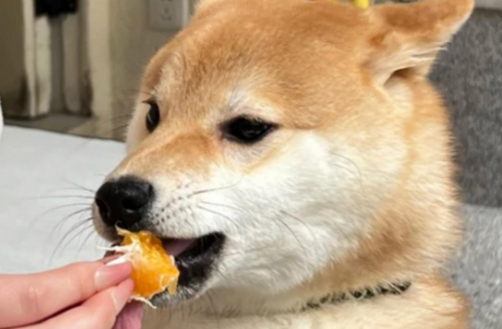 狗狗可以吃橘子啊