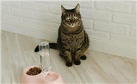 奶猫什么时候可以吃猫粮