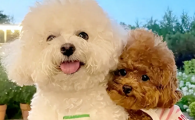 泰迪狗狗能吃桃子吗