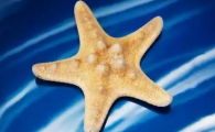 海星的品种有哪些