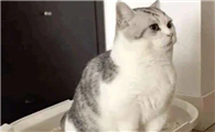 猫咪便血分为哪些类型