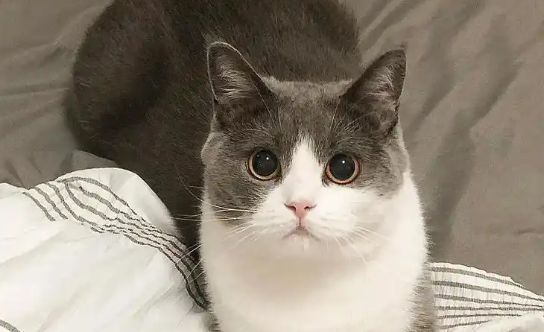 猫咪无精打采一直想睡是为什么 猫咪无精打采一直想睡是为什么