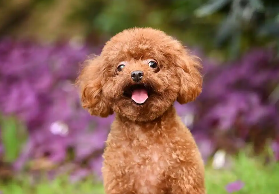 养泰迪犬，这些“宝藏”方法你不能错过