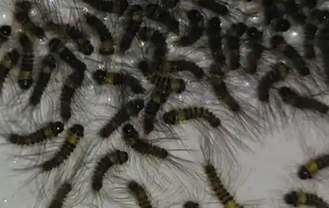 床底有虫子怎么可消除 床底有虫子怎么可消除