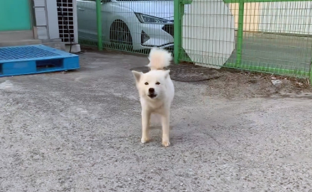 被主人抛弃的狗狗,在主人家门口苦等3年,为孩子甘愿走进陷阱 被主人抛弃的狗狗,在主人家门口苦等3年,为孩子甘愿走进陷阱