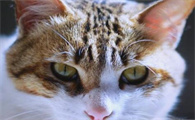 探索猫咪世界：简州猫与狸花猫的区别与相似之处