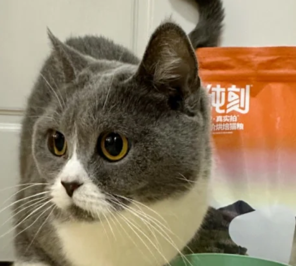 纯刻猫粮是哪里的品牌？纯刻猫粮品质如何？