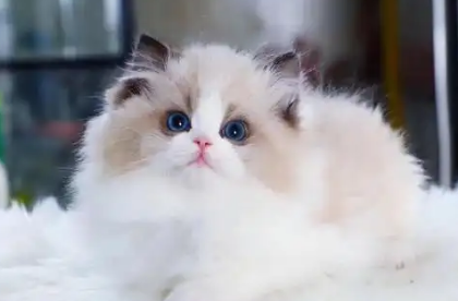 如何判断猫咳嗽的严重程度