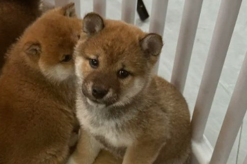 幼犬拉血是什么原因引起的 幼犬拉血是什么原因引起的