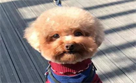 为什么泰迪是最流氓的狗：泰迪狗怎么养必知的7大要点