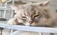 猫肾衰竭有什么危害