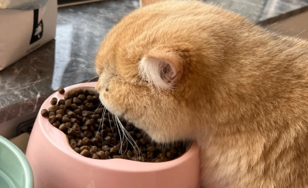 猫粮推荐排行榜：精选优质猫粮，让毛孩子吃得更安心