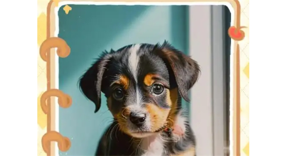 幼犬磨牙期是几个月啊