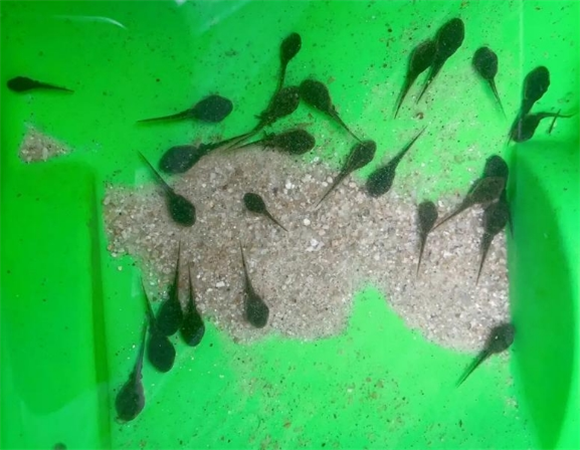 什么季节有蝌蚪 什么季节有蝌蚪