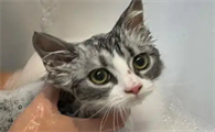 两个月小猫能洗澡吗
