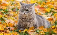 怎样判断猫咪厌食是心理还是生理问题