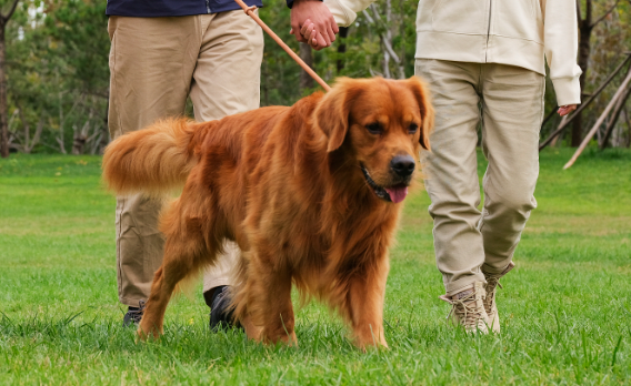 全球领先宠物医疗AI大模型发布，推动行业智能化变革
