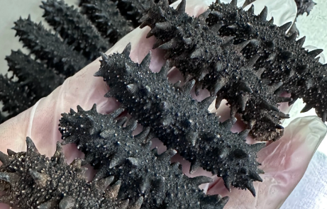 50个头海参多少钱一斤