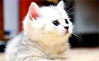 猫咪交配接回来呕吐