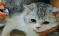 猫咪退烧针一般打几天能好