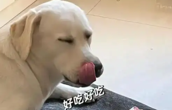 最有“欺骗性”的狗——拉布拉多犬! 最有“欺骗性”的狗——拉布拉多犬!