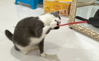 卡瓦图逗猫棒玩多了有什么坏处吗