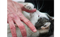 猫咪可以吃巧克力吗能吃什么