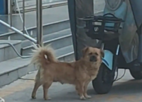 女子盲猜陌生狗子名字,居然猜中了。网友:第一次在狗狗脸上看到迷茫 女子盲猜陌生狗子名字,居然猜中了。网友:第一次在狗狗脸上看到迷茫