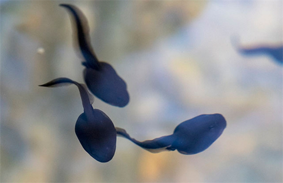 蓝蝌蚪的功效与作用 蓝蝌蚪的功效与作用