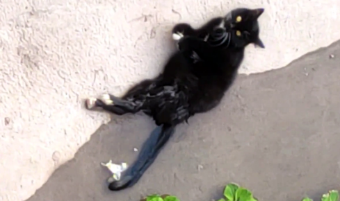 那只被抛弃的瘫痪猫咪,再次遇见人类时,拼命求生的样子看着心疼 那只被抛弃的瘫痪猫咪,再次遇见人类时,拼命求生的样子看着心疼