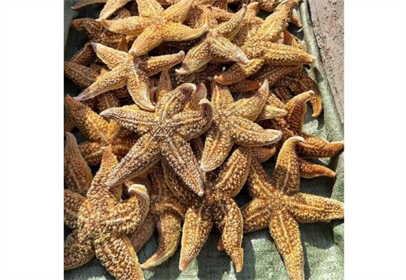 海星是怎么繁殖的 海星是怎么繁殖的