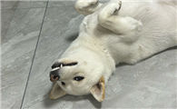 狗狗的犬瘟热是如何传播的