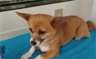 狗狗感冒了都有什么症状