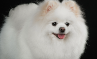 狗狗眼睛看不见了怎么治