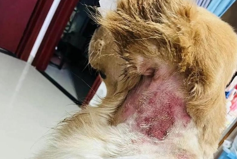 狗狗皮肤病怎么处理最好 狗狗皮肤病怎么处理最好