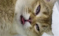 猫咪隐睾影响生育吗
