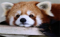 小熊猫是我国独有的吗