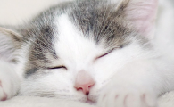 猫咪一天拉几次尿正常