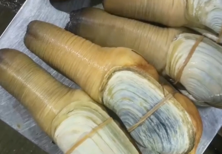 象拔蚌种类及名称图片