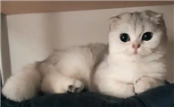 母猫假孕是怎么回事