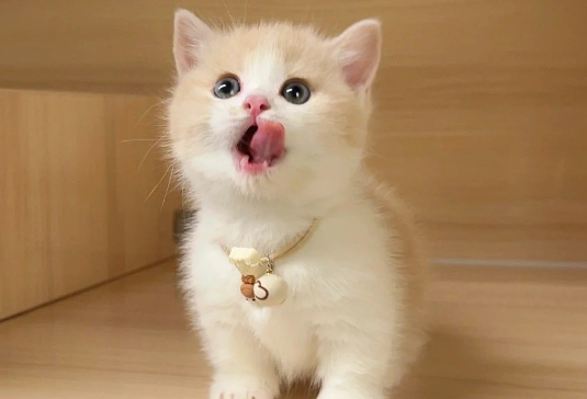 怎么引导猫去猫砂上拉屎