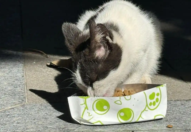 以爱之名,猫猫驾到!一场跨界“Party”将在广州兰圃上演 以爱之名,猫猫驾到!一场跨界“Party”将在广州兰圃上演