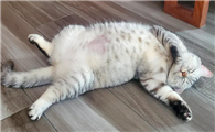 猫咪为什么肾衰竭