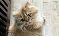 怎么看母猫是否配种成功