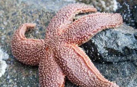 海星是爬行动物吗