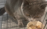 揭晓4个便宜又好的猫粮，猫主子吃了“直呼香”